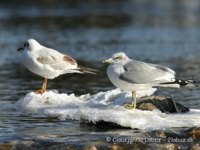 Common Gull / Stormmaage