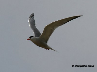Common Tern / Fjordterne