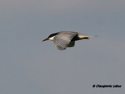 Whiskered Tern / Hvidskgget Terne