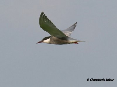 Whiskered Tern / Hvidskægget Terne
