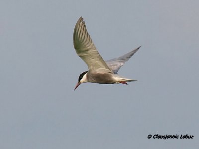Whiskered Tern / Hvidskægget Terne