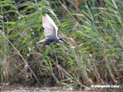 Whiskered Tern / Hvidskægget Terne
