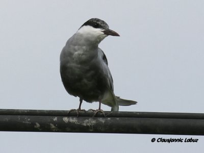 Whiskered Tern / Hvidskægget Terne