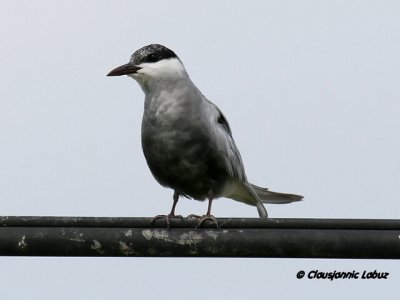 Whiskered Tern / Hvidskægget Terne