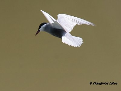 Whiskered Tern / Hvidskægget Terne