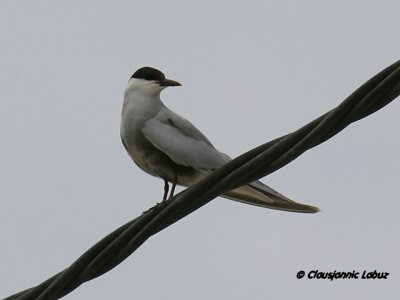 Whiskered Tern / Hvidskægget Terne