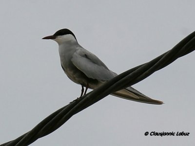 Whiskered Tern / Hvidskægget Terne