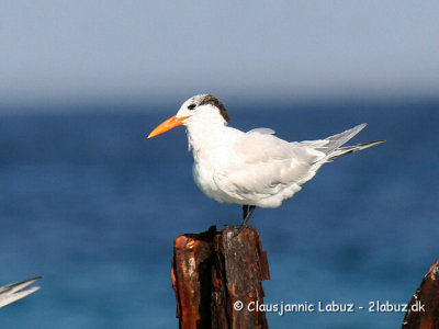 Royal Tern / Kongeterne