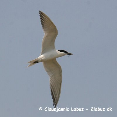 Gullbilled Tern / Sandterne