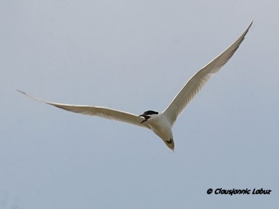Gullbilled Tern / Sandterne