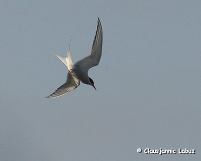 Common Tern / Fjordterne