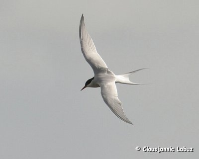 Arctic Tern / Havterne