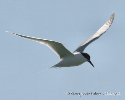 Sandwich Tern / Splitterne