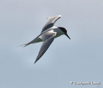 Sandwich Tern / Splitterne