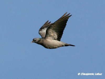 Stock Dove (Stock Pigeon) / Huldue