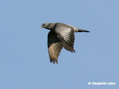 Stock Dove (Stock Pigeon) / Huldue