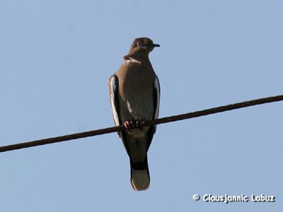 Whitewinged Dove / Hvidvingedue