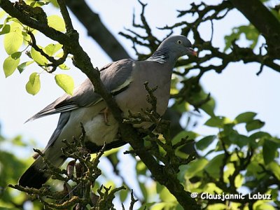 Common Wood Pigeon / Ringdue