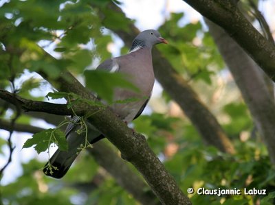 Common Wood Pigeon / Ringdue