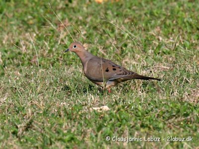 Mourning Dove / Sørgedue
