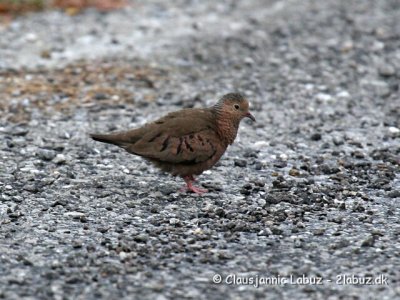 Common Ground Dove / Spurvedue