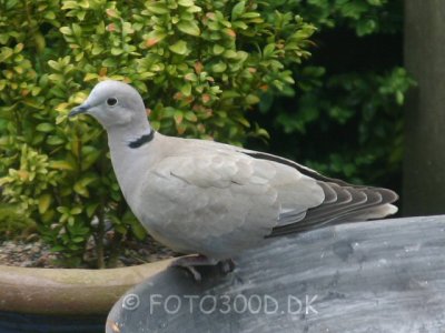 Eurasian Collared Dove / Tyrkerdue
