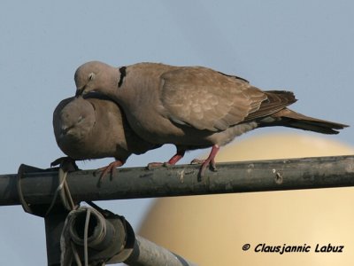 Eurasian Collared Dove / Tyrkerdue