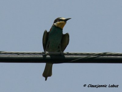 Bee-eater / Bider