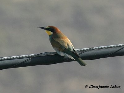 Bee-eater / Biæder