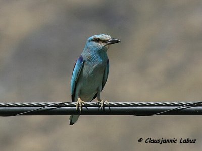 Eurasian Roller / Ellekrage