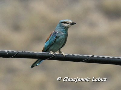 Eurasian Roller / Ellekrage