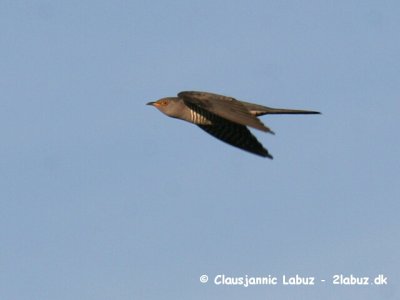 Common Cuckoo / Gg