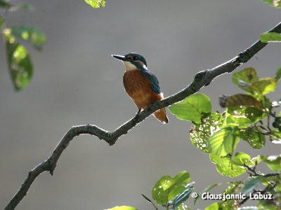 Kingfisher / Isfugl
