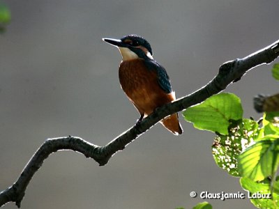 Kingfisher / Isfugl