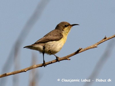 Purple Sunbird / Purpursolfugl