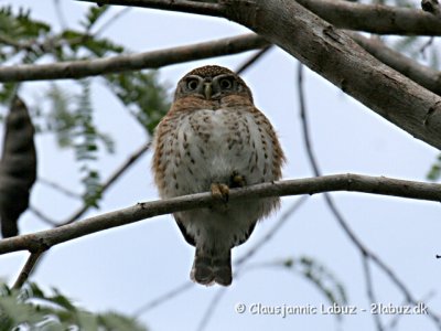 Cuban Pygmy Owl / Cubaspurveugle
