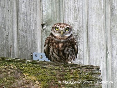 Little Owl / Kirkeugle
