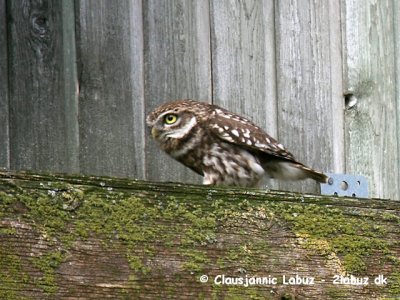 Little Owl / Kirkeugle