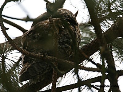 Long-eared Owl  / Skovhornugle