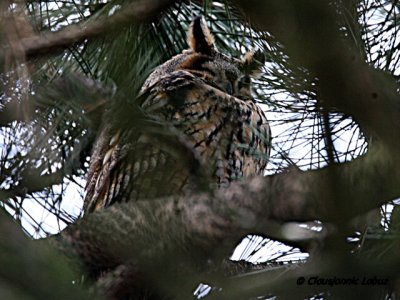 Long-eared Owl  / Skovhornugle