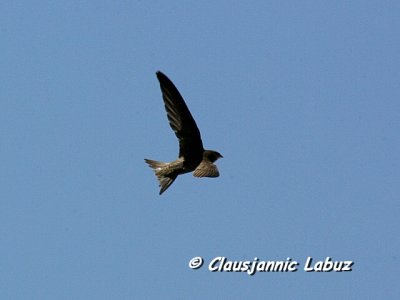 Pallid Swift / Gråsejler