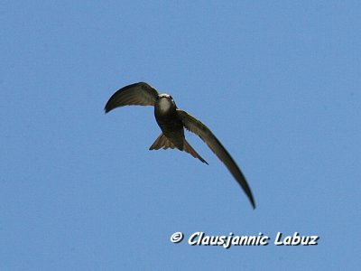 Pallid Swift / Gråsejler