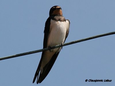 Barn Swallow / Landsvale