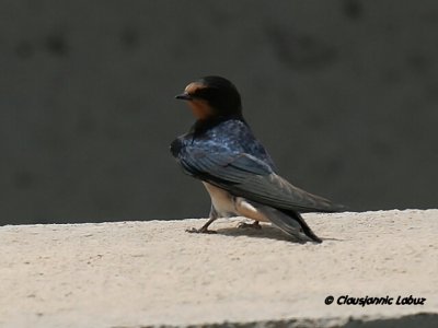 Barn Swallow / Landsvale