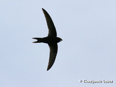 Swallows & Swifts