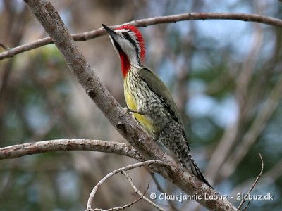 Cuban Green Woodpecker / Cuba-grønspætte
