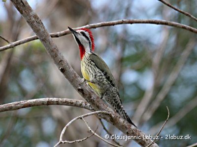 Cuban Green Woodpecker / Cubagrønspaette