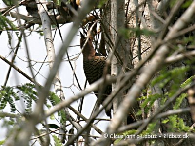 Northern Flicker / Guldspætte