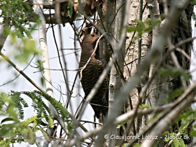 Northern Flicker / Guldspætte