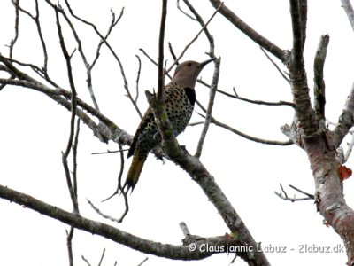 Northern Flicker / Guldspætte